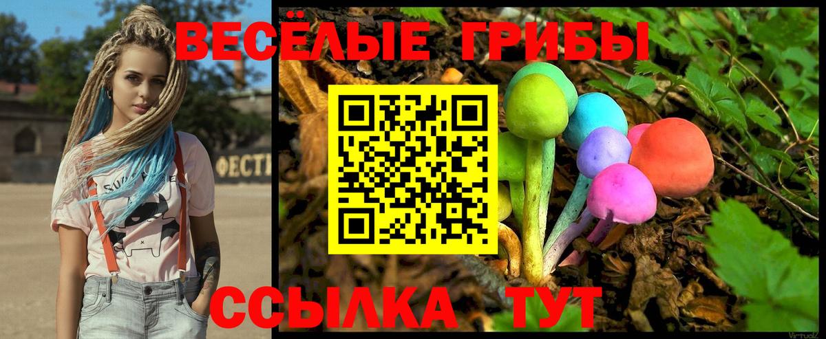 Галлюциногенные грибы Psilocybine cubensis Камень-на-Оби
